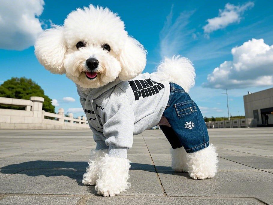 AI Pet Art Photo And Vedio